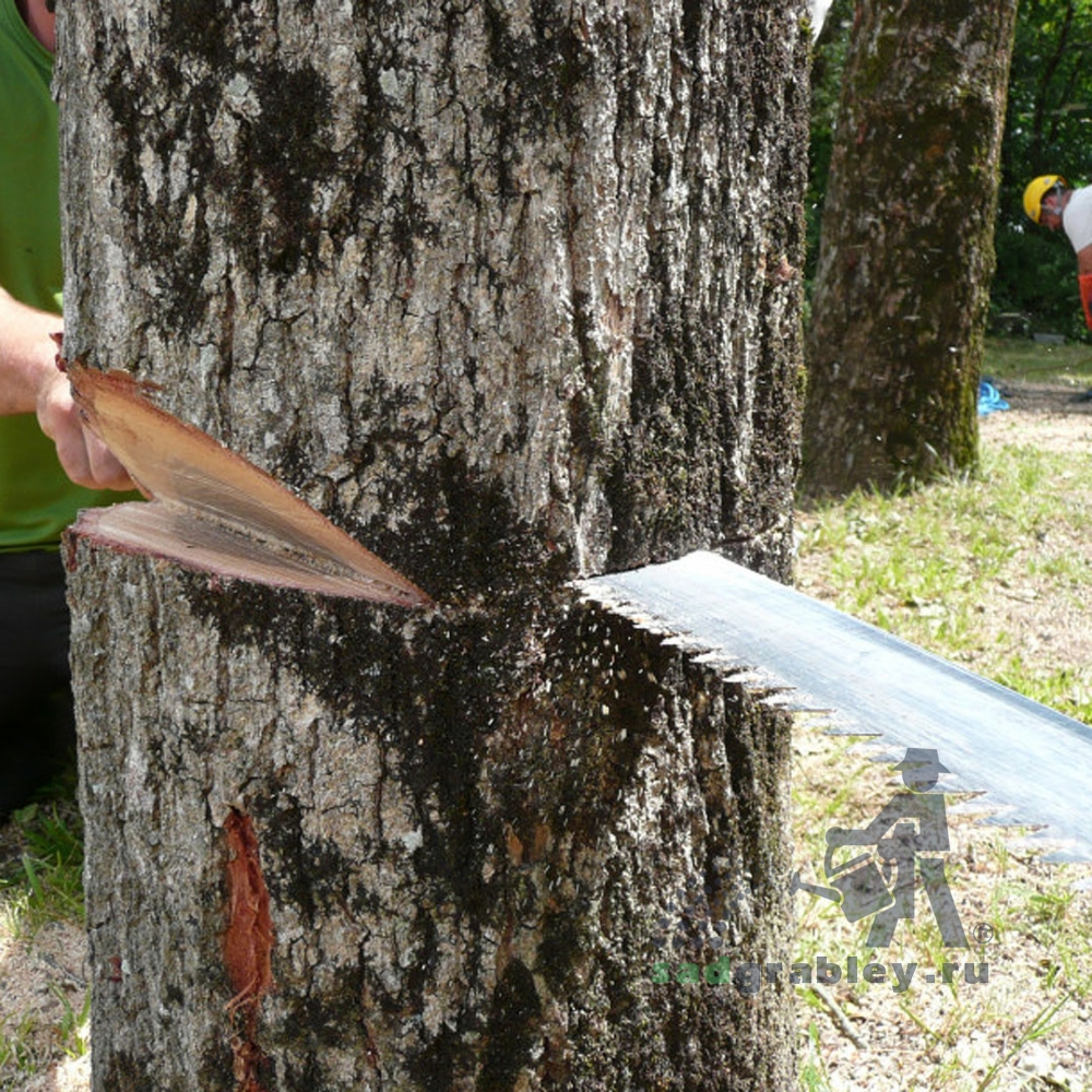   Silky Genki Temagari 500, 5-6.5/30